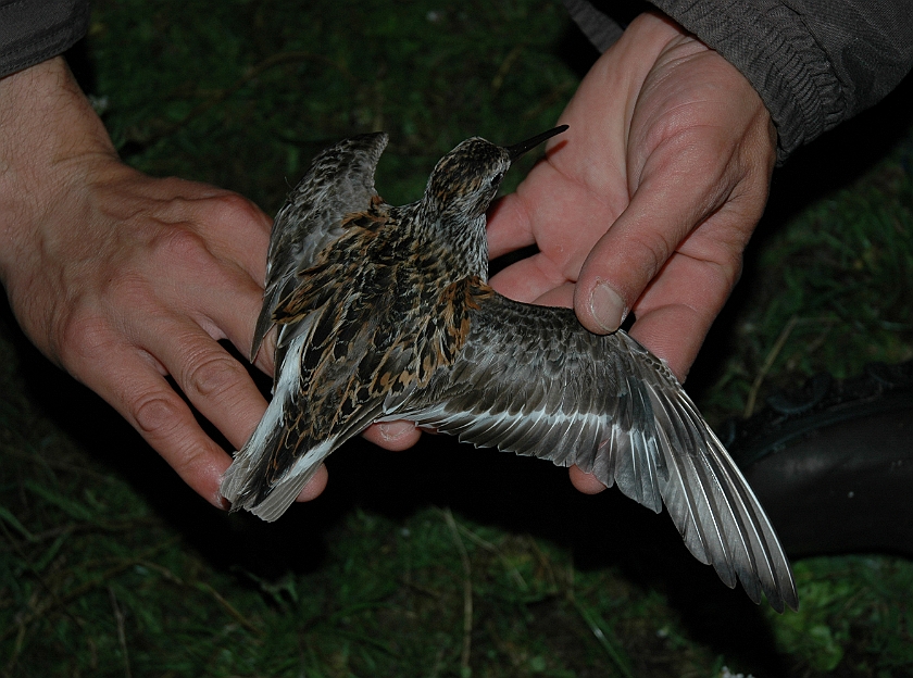 Dunlin, Sundre 20070802